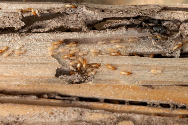 Insect Control in Stow, OH