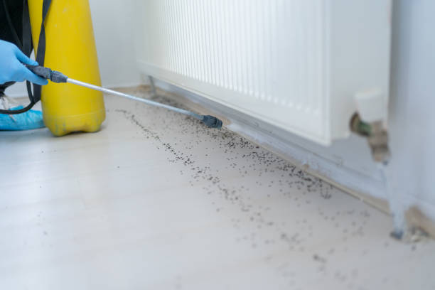 Best Wasp Removal Services  in Stow, OH